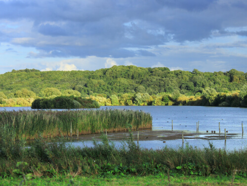 A body of water with reeds surrounding it and a forest of trees behind it.