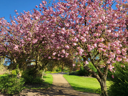A pathway framed by two trees in full bloom with pink flowers, creating a beautiful archway.