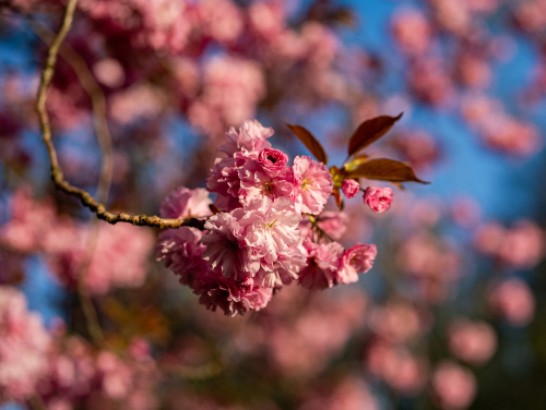 Pink cherry blossoms in bloom on a tree branch against a blue sky.