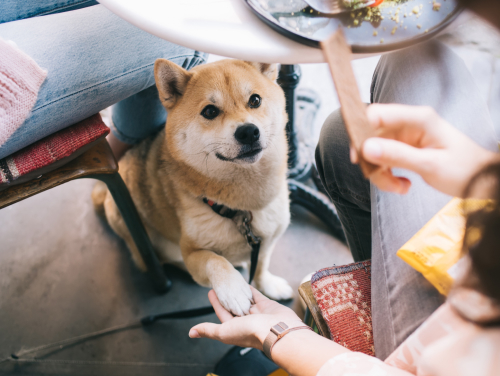 Dog sitting under a café table, resting its paw in a person’s hand while people eat nearby.