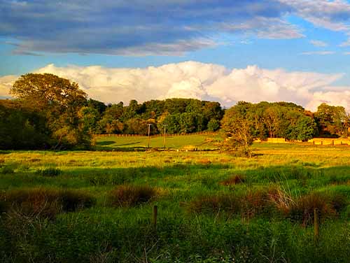 A field with shrubbery and trees as the sun sets.