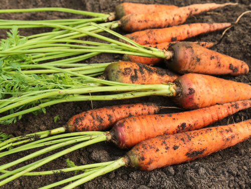 Freshly harvested carrots lying on soil.