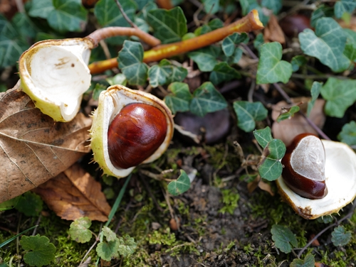 Open conkers lying on the forest floor