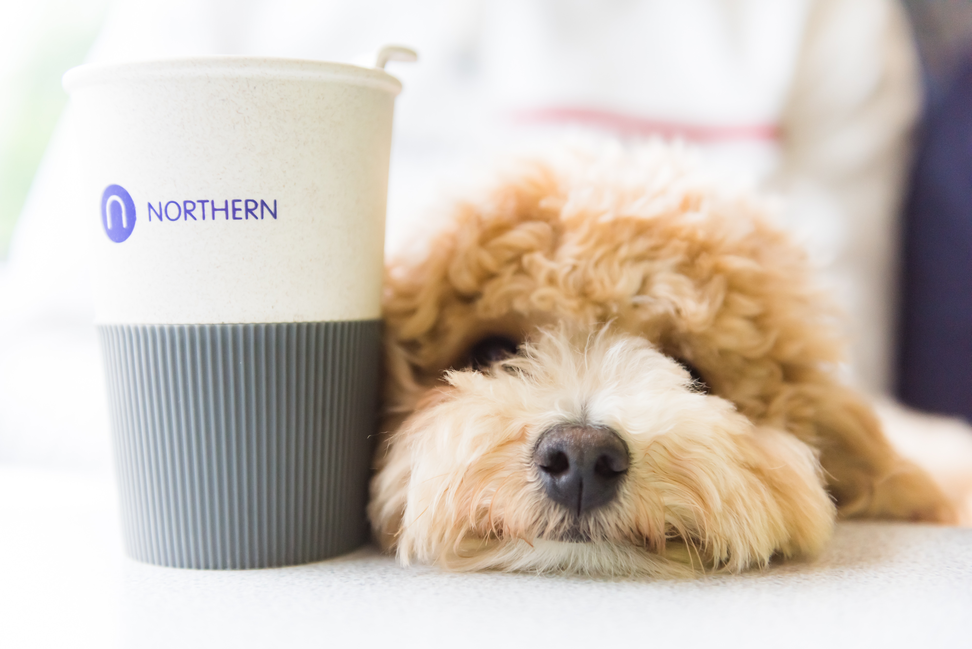 Image of a dog resting its head next to a Northern branded coffee cup