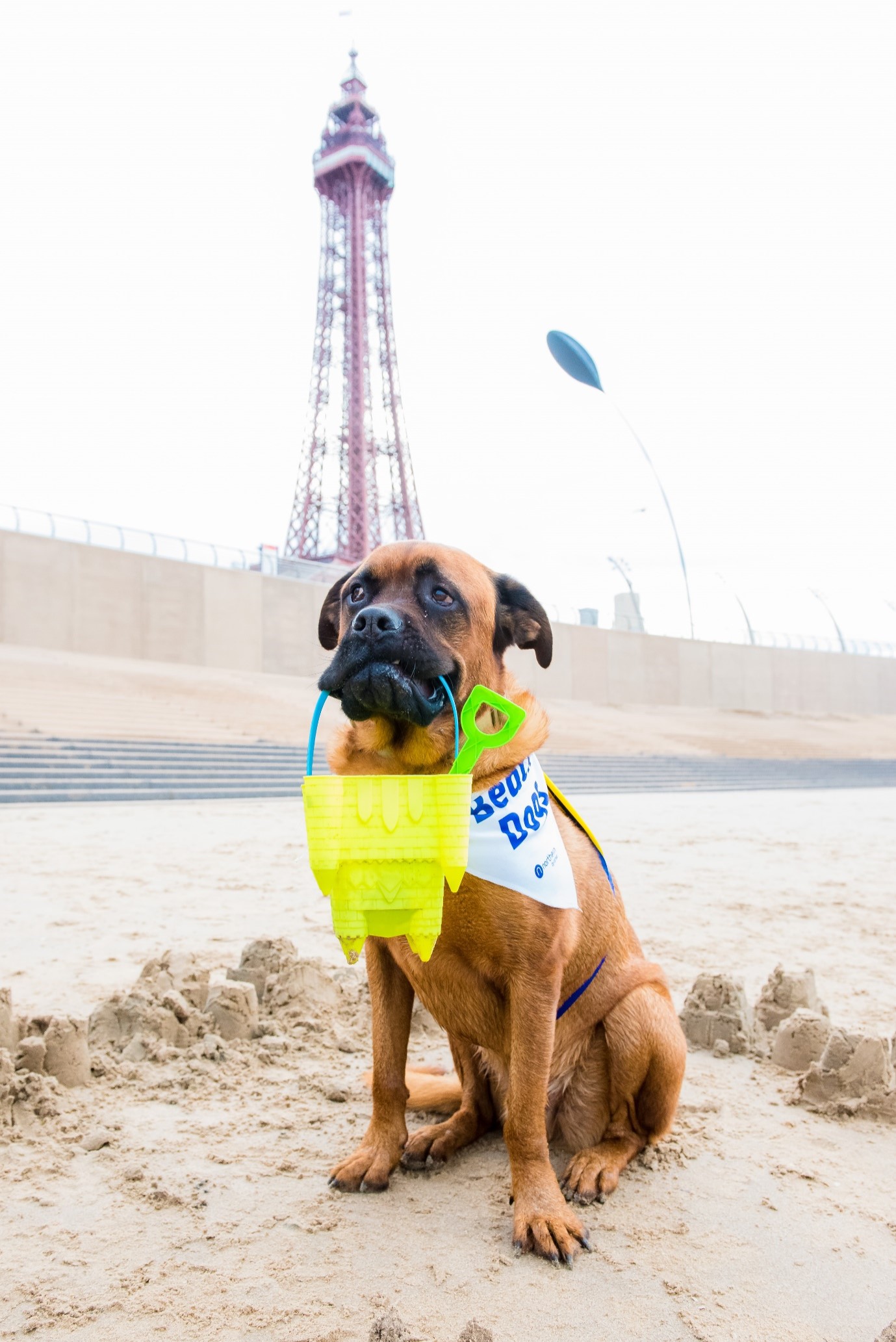 Image of a dog sat on the beach in front of Blackpool Tower