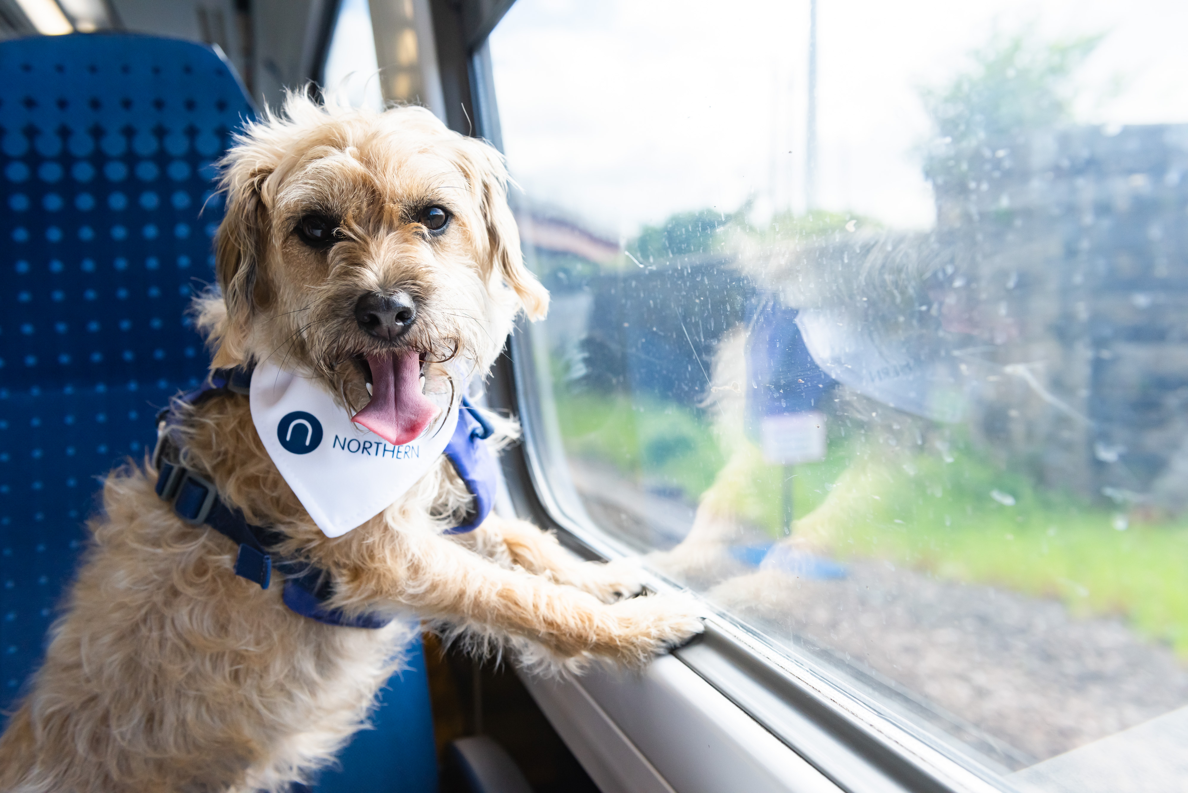 Image of a dog looking out of the window on a train