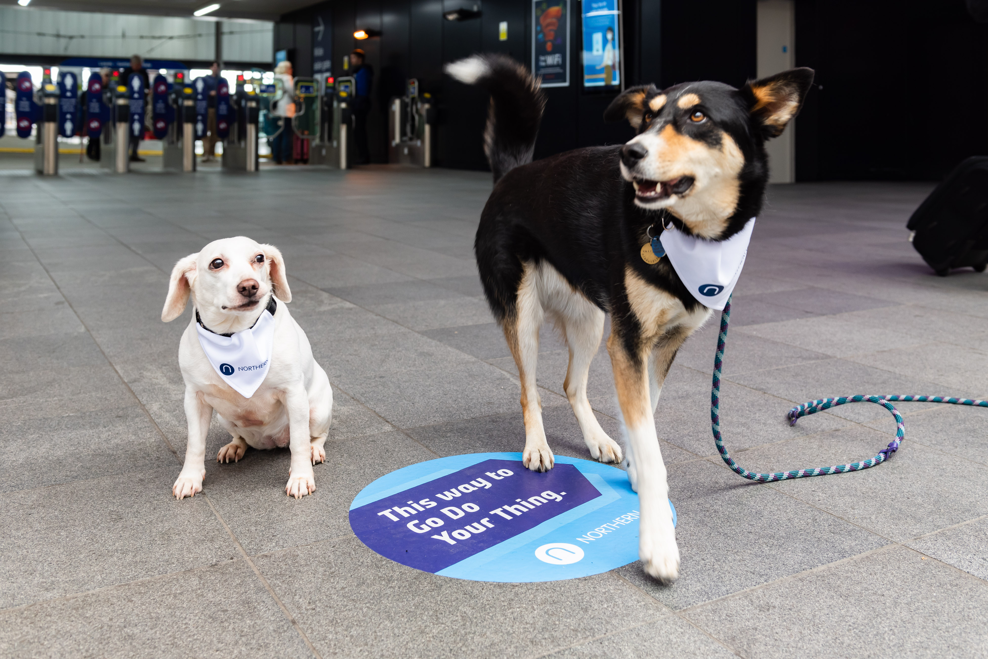 Image of two dogs in a train station