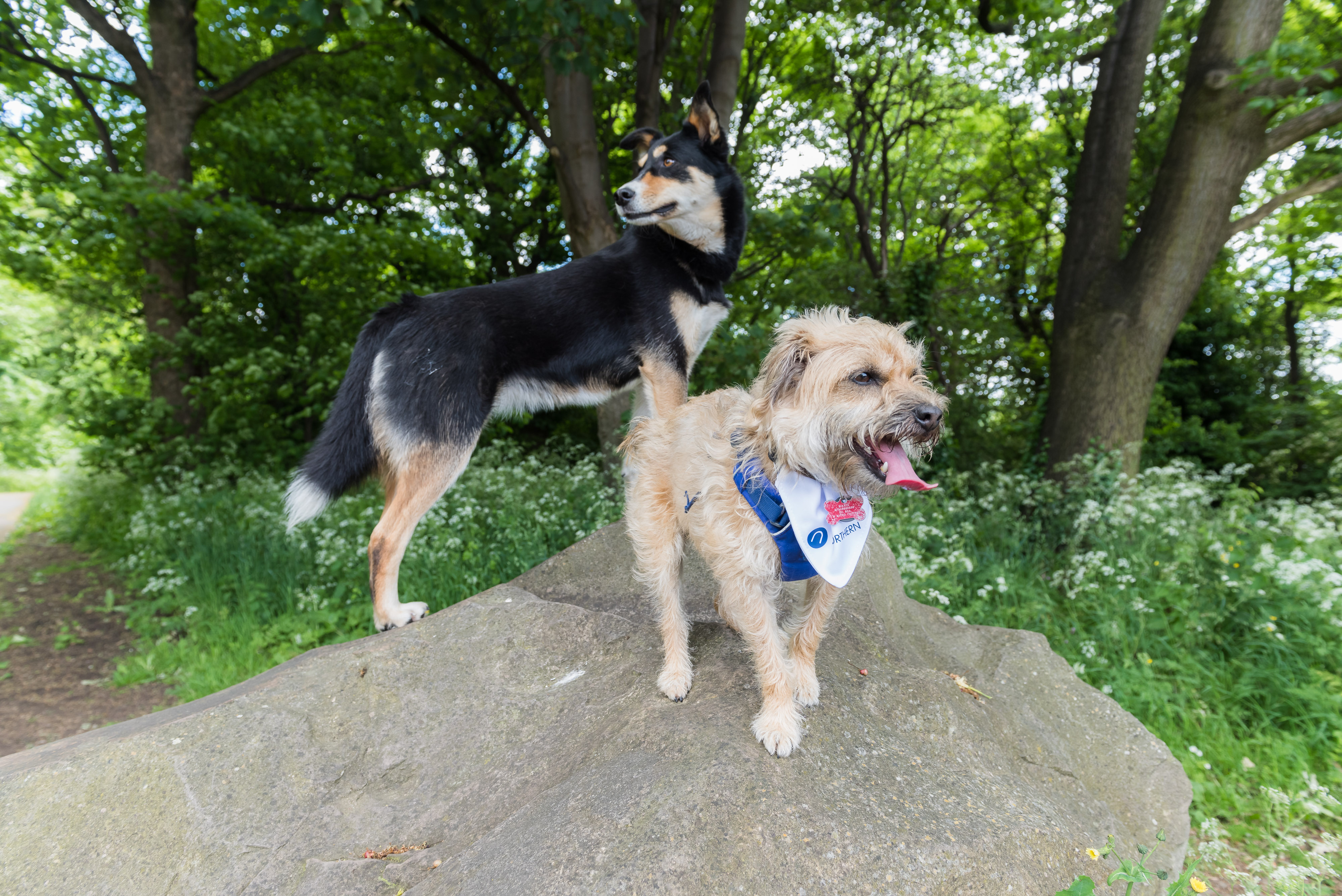 Dogs exploring parkland