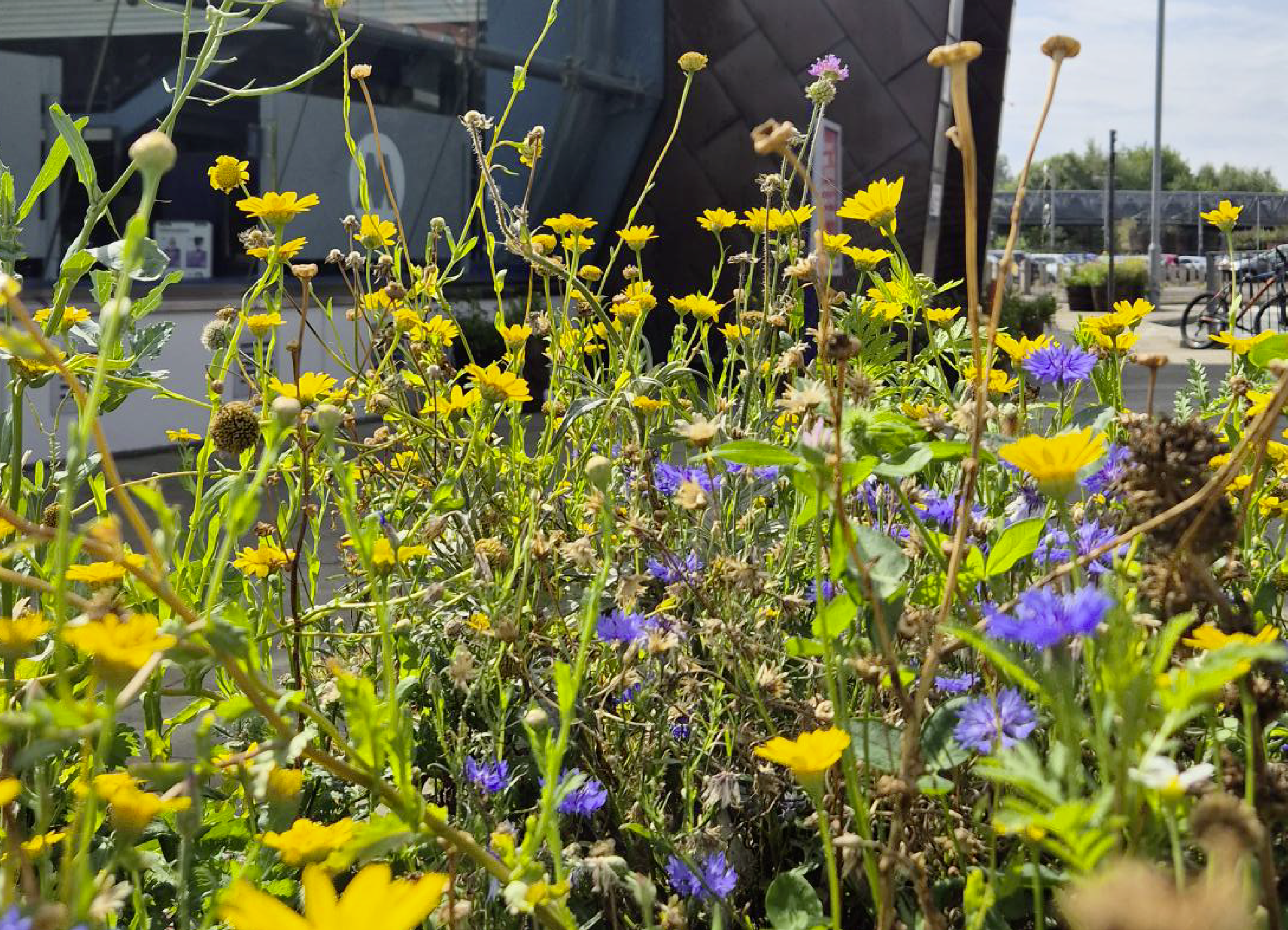 wild flowers at a station 