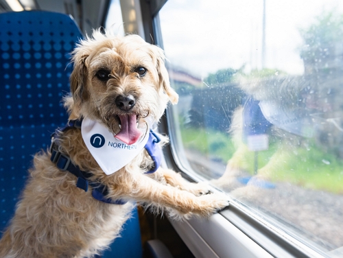 Small fluffy dog sitting by the window on a Northern train.