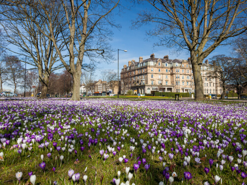 A lawn covered in purple and white flowers beneath tall, leafless trees, with a large historic-style stone building and clear blue sky in the background on a sunny day.