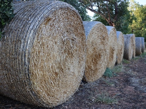 A row of hay bales in a field