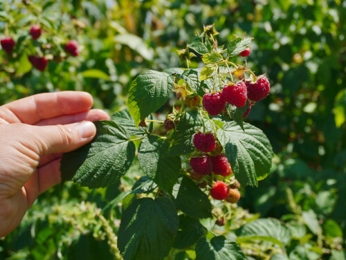 Hand holding a raspberry plant with ripe red berries.