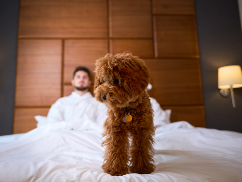 Small brown dog standing on a bed in a dog-friendly hotel room, with its owner in the background.