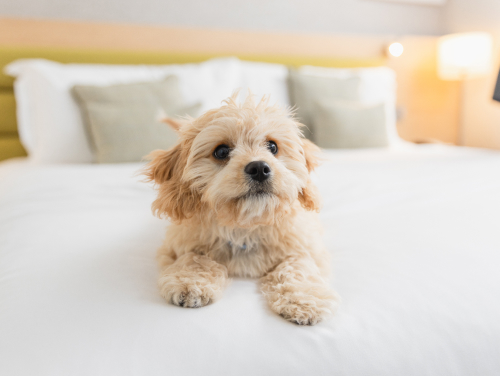 Small dog lying on a bed in a dog-friendly hotel room.