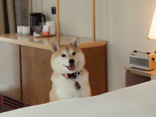 Dog sitting in a dog-friendly hotel room, with a bed and tea-making facilities in the background.