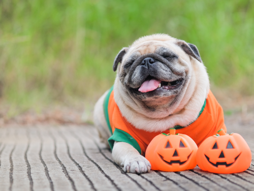 Happy pug wearing a Halloween jumper with two pumpkins in front of it