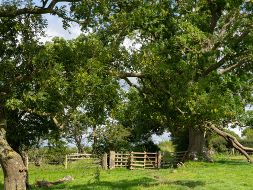 Green trees and grass at Kingsmoor Nature Reserve in Carlisle