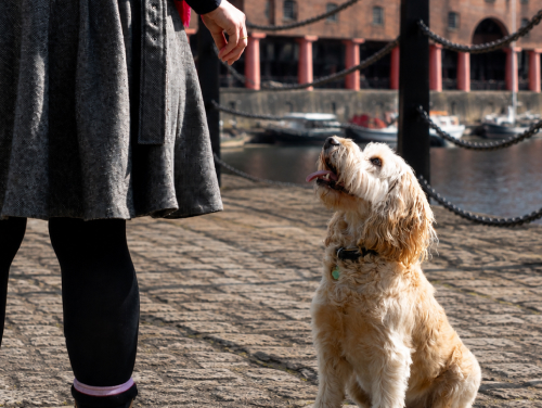 Dog sitting beside its owner on Liverpool’s historic waterfront.