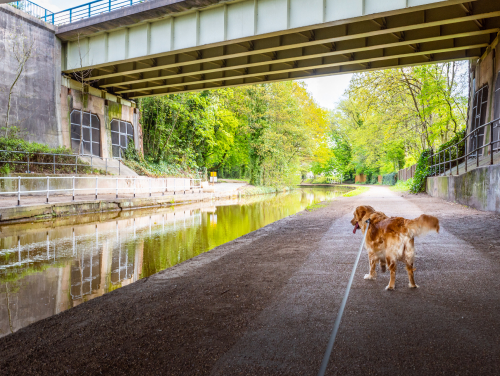 Dog on a lead walking beside a canal beneath a railway bridge.