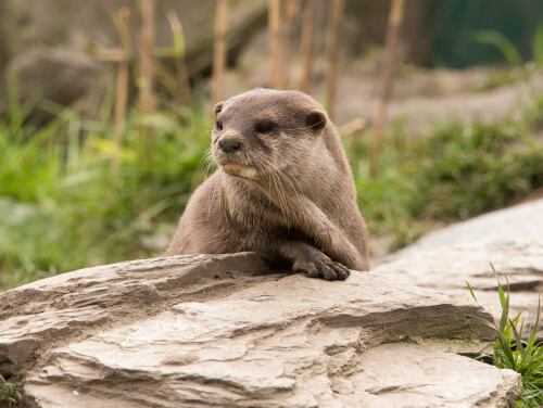 An otter sitting on a rock with foliage behind it.