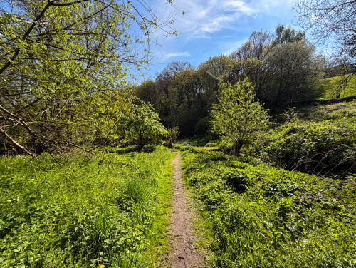 Woodland footpath winding through lush greenery and trees on a sunny day.