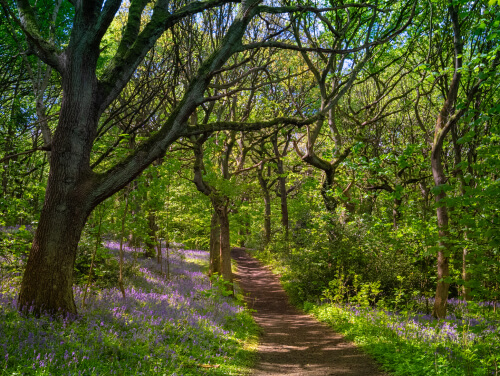 Woodland path lined with bluebells and trees, creating a shaded walk through the forest.