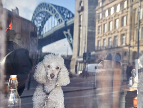 Small white poodle sitting indoors by a window, with Newcastle’s Tyne Bridge visible outside.