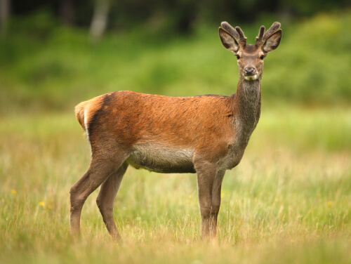 Deer in Northumberland National Park