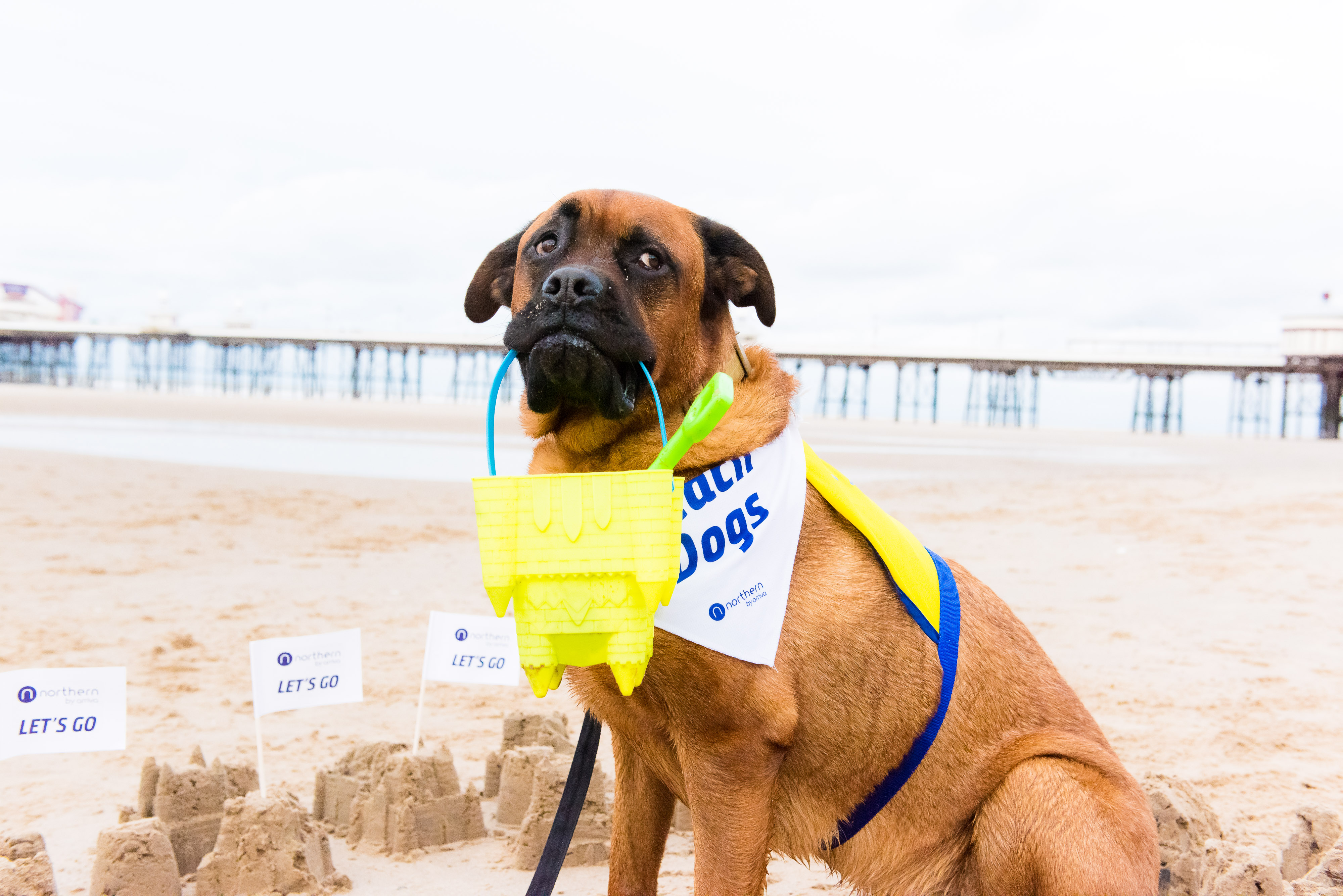 Dogs on the beach - 3