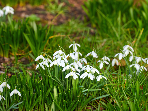 White snowdrop flowers growing in green grass.