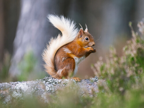 A red squirrel eating while sitting on a fallen tree branch