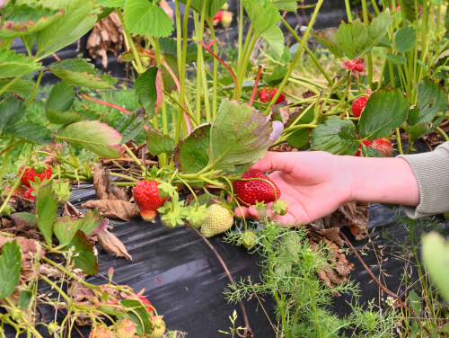 Hand picking ripe strawberries from a garden plant.