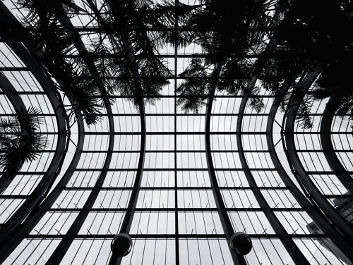 A black and white image looking up at the curved glass ceiling of the Sheffield Winter Garden, surrounded by plants.