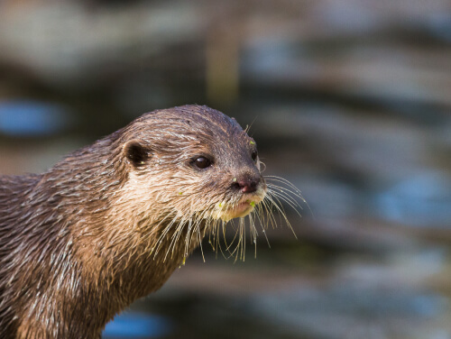 A wet otter in front of a blurred body of water