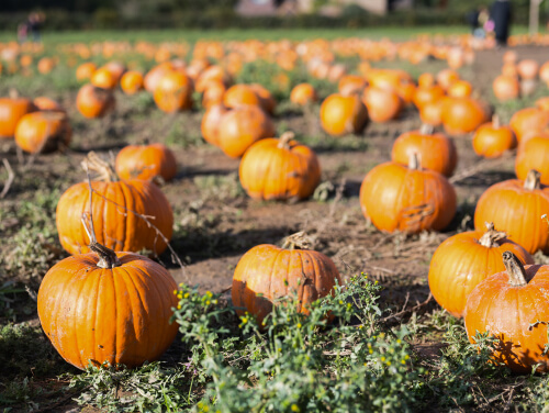 Orange pumpkins growing in a field.