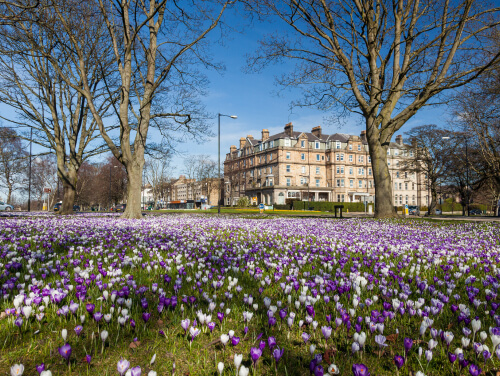A view of a building surrounded by a field of purple and white crocus flowers.