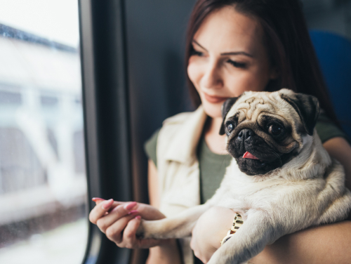 Woman holding a pug while travelling by train.