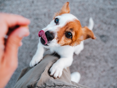 Small dog eagerly reaching for a treat from its owner’s hand.