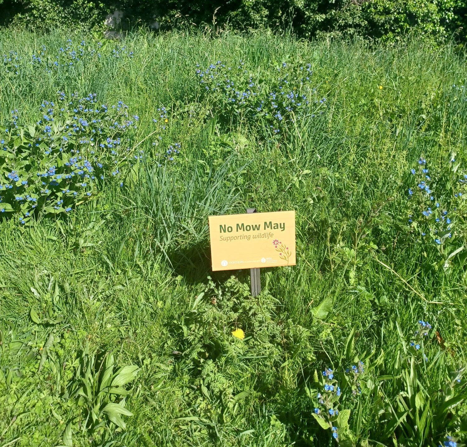Wild Lawn with No Mow May