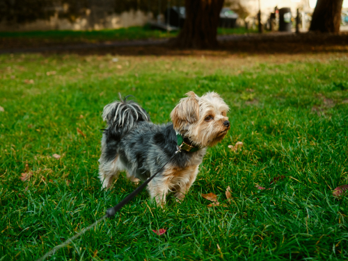 Small dog on a lead exploring a dog-friendly park.