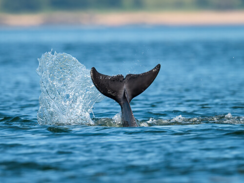 A tail fin sticking out from a body of water.