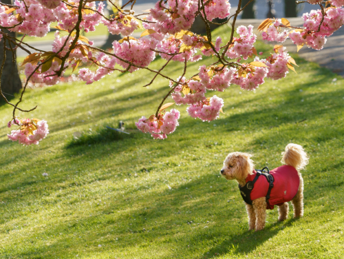 Small dog wearing a red coat standing on grass beneath pink blossom trees in a park.