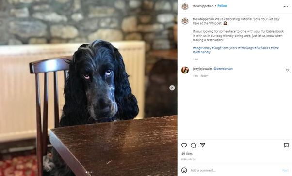 Dog sitting at a cafe table 