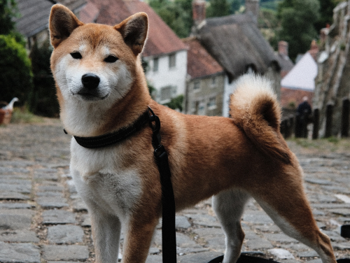 Shiba Inu on a lead standing on a cobbled street in York, with historic buildings in the background.