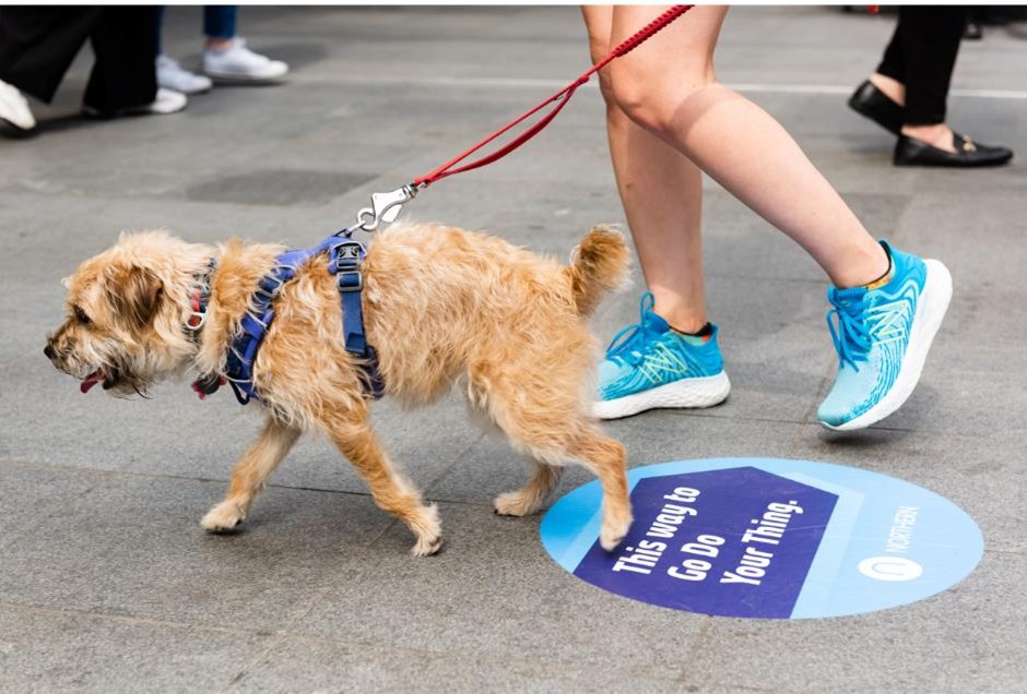 Dog on platform