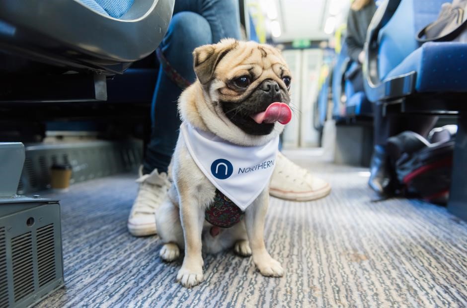 dogs on the train