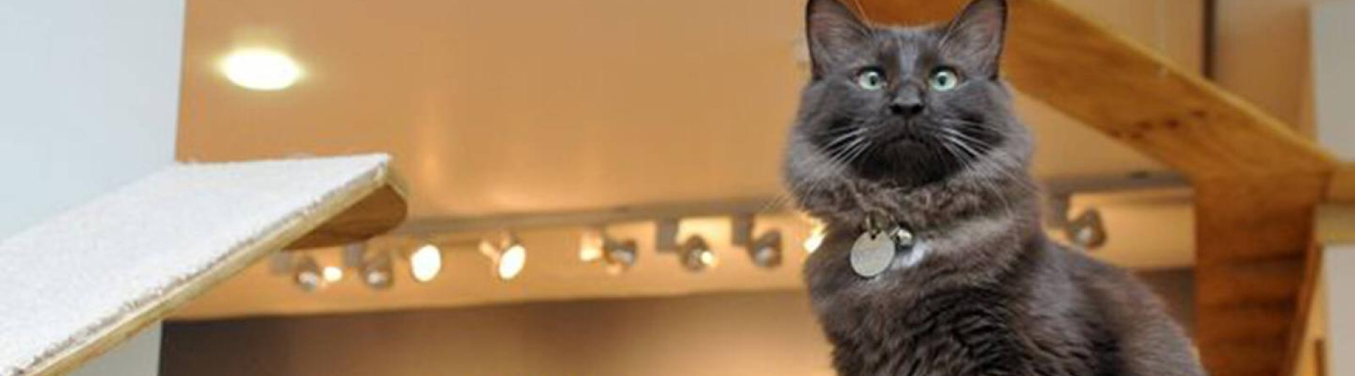 Cat Café Manchester