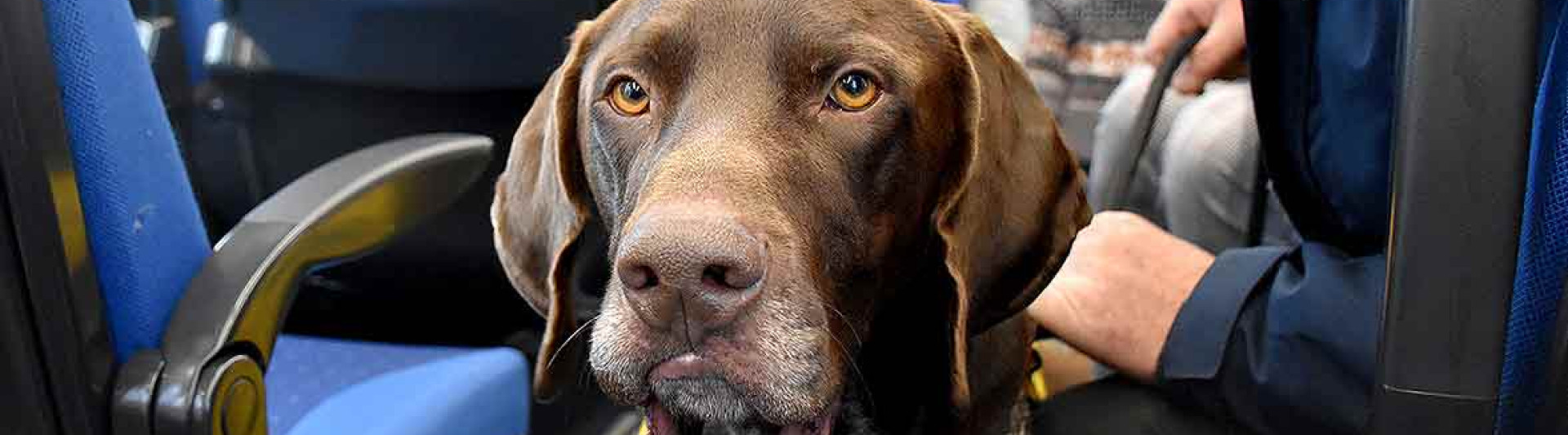 Are dogs allowed on trains?