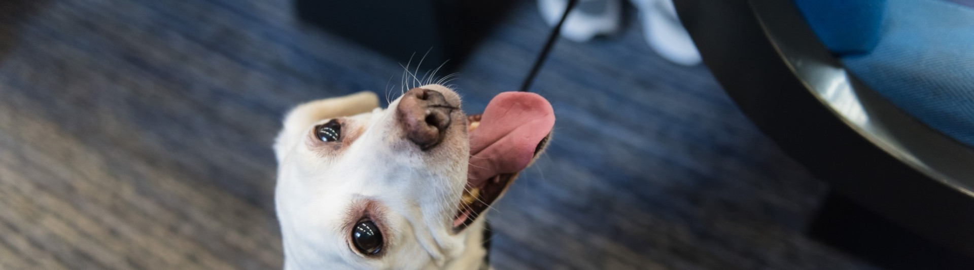 Dog-friendly days out in York